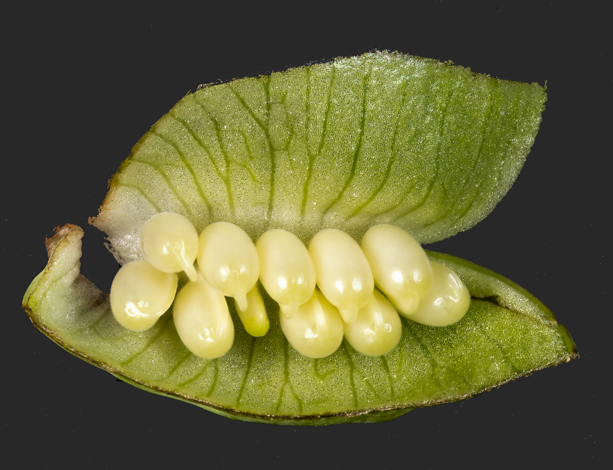 Seed pod of a lenten rose